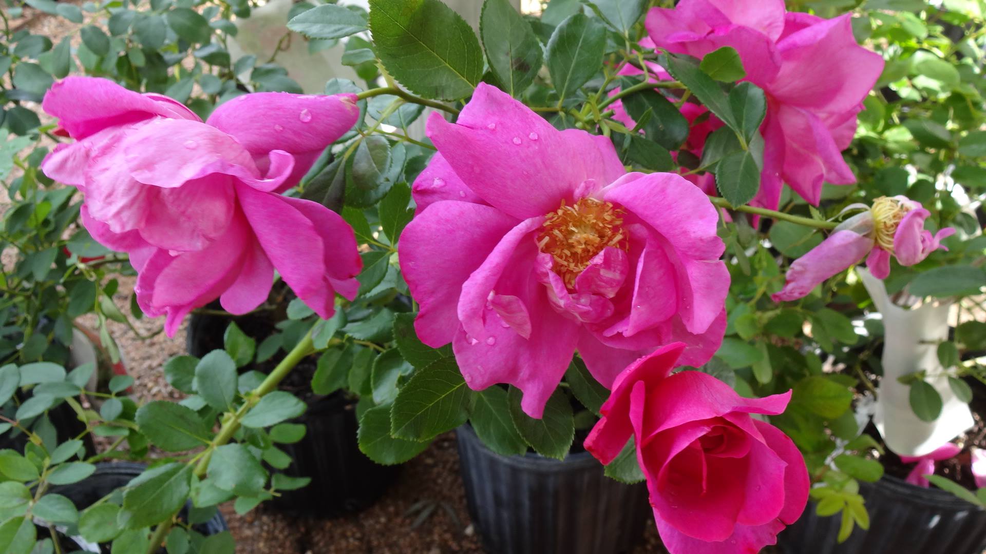 American Garden Rose Selections announce debut winners